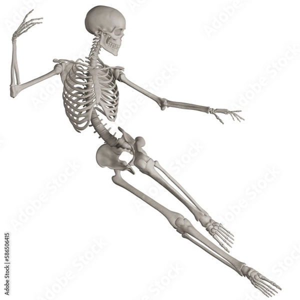 Fototapeta skeleton posing 3d render illustration with transparent background