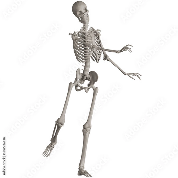 Fototapeta skeleton posing 3d render illustration with transparent background