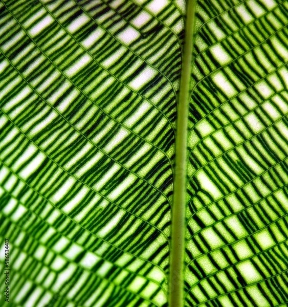 Obraz Pflanzenblattmuster