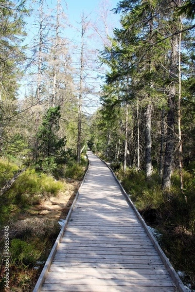 Obraz Moorlandschaft im Schwarzwald
