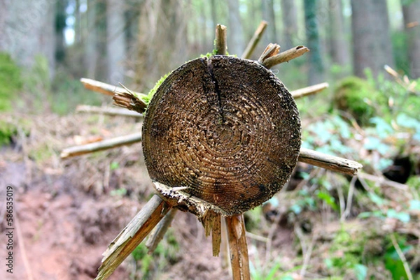 Obraz abgeholzter Baumstamm