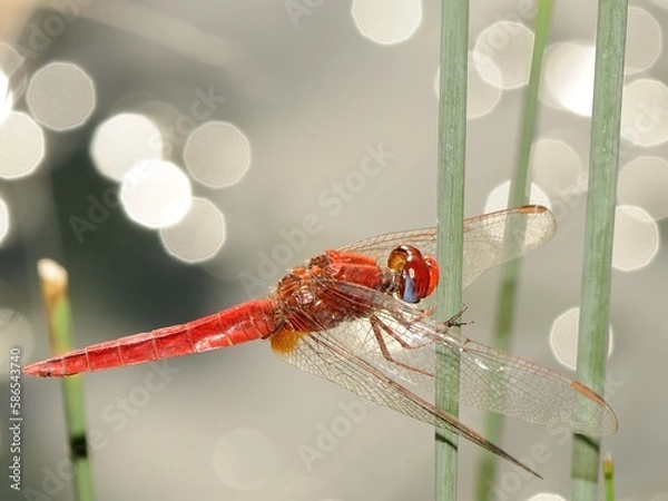 Obraz red dragonfly on a leaf