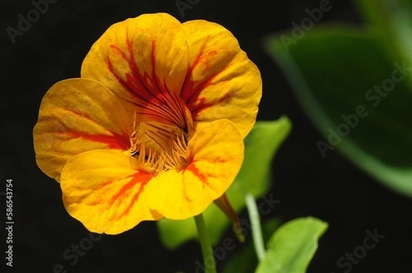 Obraz yellow and red flower 