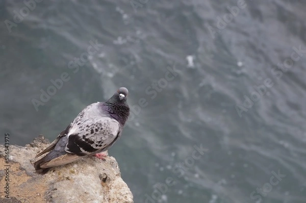 Obraz pigeon in water