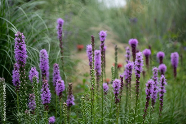 Fototapeta liatris spicata