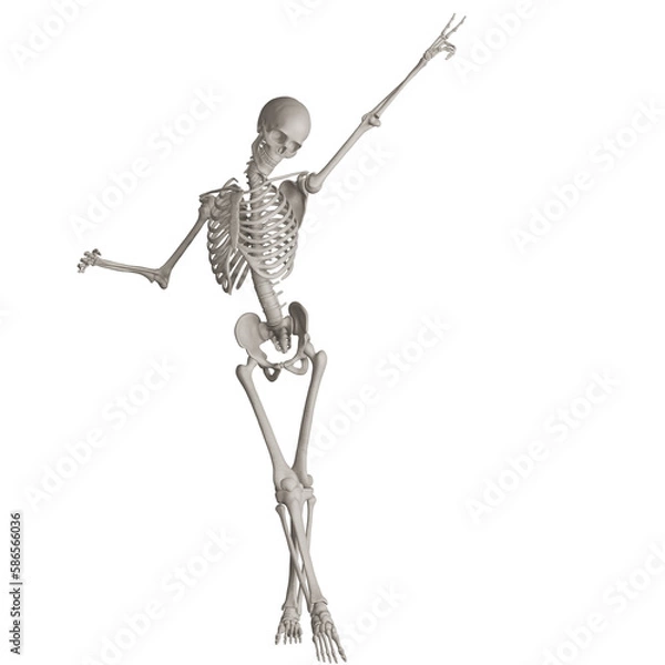 Fototapeta skeleton posing 3d render illustration with transparent background