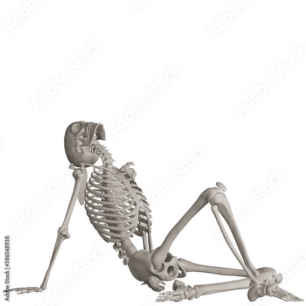 Fototapeta skeleton posing 3d render illustration with transparent background