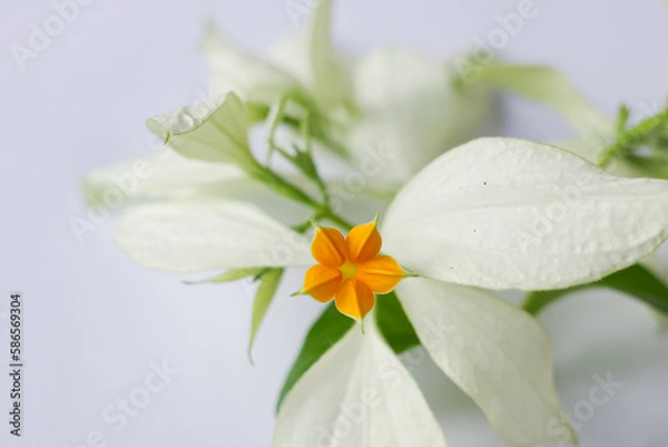 Fototapeta the beauty of beautiful white nusa flowers