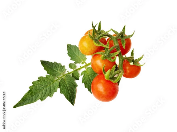 Obraz fresh tomato with leaf on white background.
