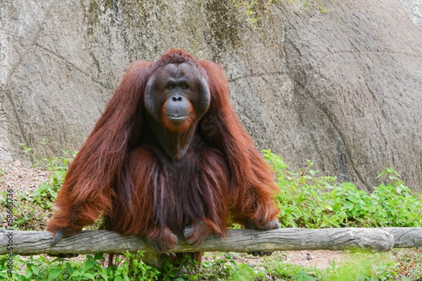 Obraz Orangutan