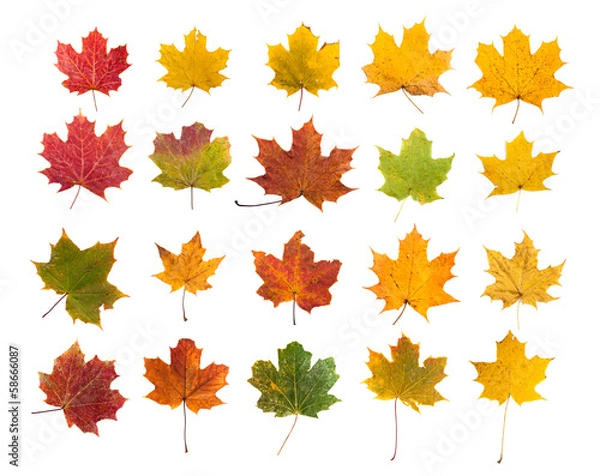 Obraz maple leafs