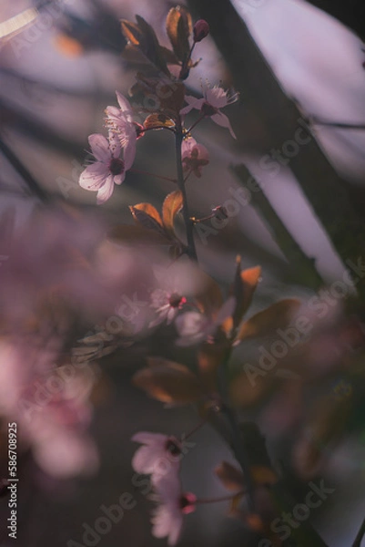 Obraz Moody Spring cherry blossoms