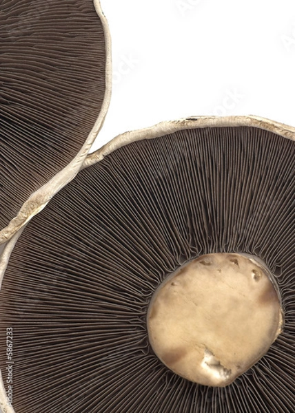 Fototapeta Mushrooms - Portabello Type