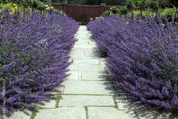 Obraz Stone path between purple flowering catnip plants towards brick wall, in an summer garden .