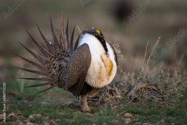 Fototapeta greater sage grouse strutting in Oregon high desert