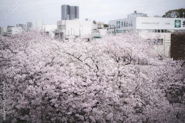 Obraz 目黒川の桜