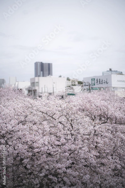 Obraz 目黒川の桜