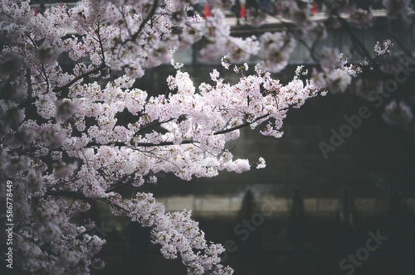 Obraz 目黒川の桜