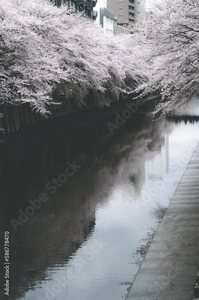 Obraz 目黒川の桜