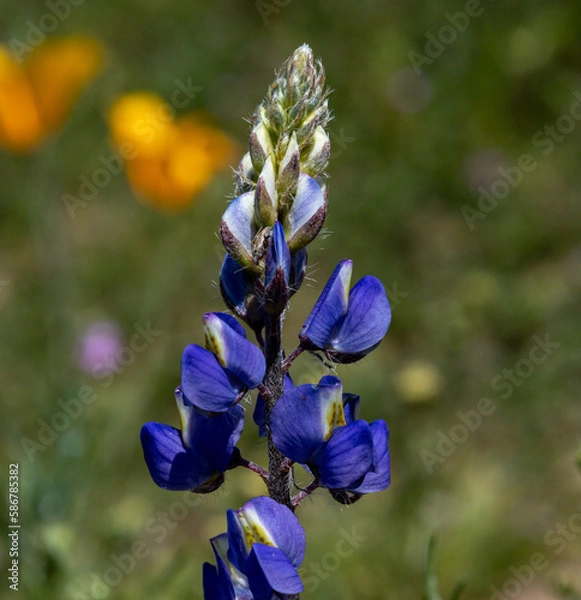 Fototapeta Macro Coulters Lupine with an aphid