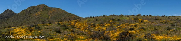 Obraz Panoramic Mexican Poppy Super Bloom