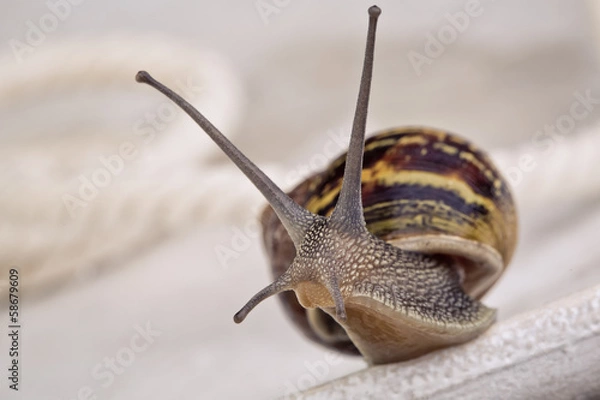 Obraz Gefleckte Weinbergschnecke
