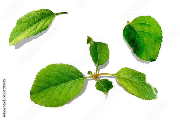 Fototapeta 사과나무 잎