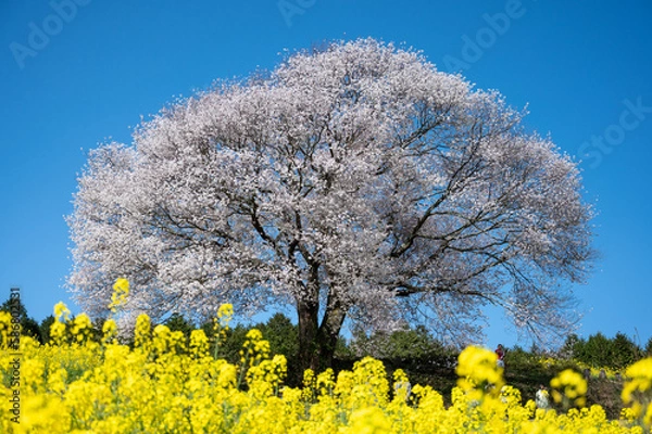 Fototapeta 桜と菜の花。馬場の山桜佐賀県武雄市