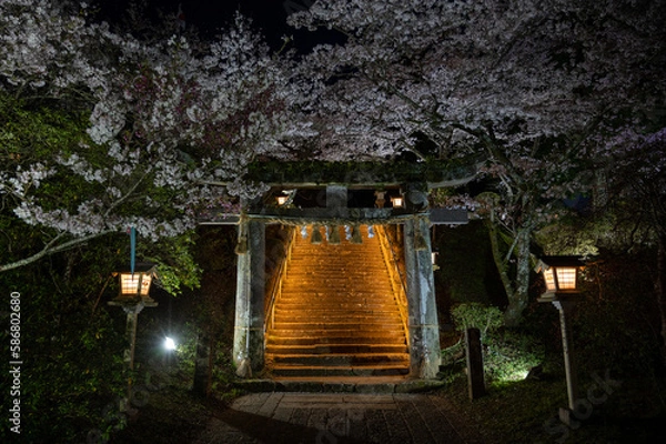 Obraz 夜桜と鳥居。武雄神社にて佐賀県武雄市