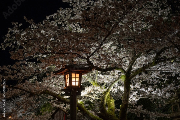 Fototapeta 夜桜と灯籠