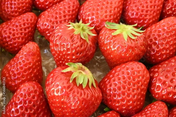 Obraz 新鮮な完熟イチゴ