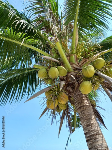 Fototapeta Coconut tree with coconuts on blue sky background.