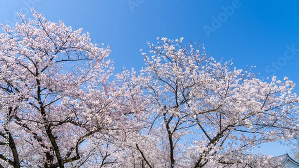 Fototapeta さくら