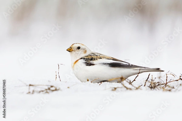 Fototapeta Snow bunting (Plectrophenax nivalis) sitting in the snow in early spring.	
