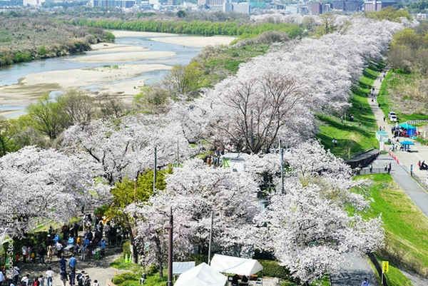 Fototapeta 日本の桜 背割提 桜並木