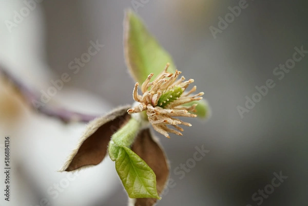 Obraz コブシの花