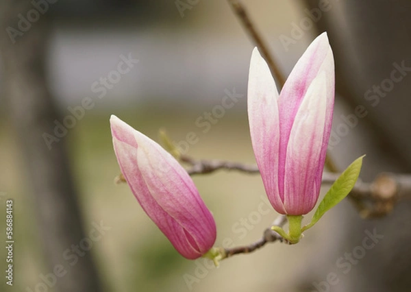 Obraz シデコブシ