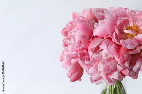 Fototapeta Beautiful bouquet of pink peonies in vase against white background, closeup. Space for text