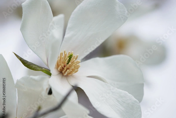 Fototapeta コブシの花