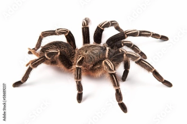 Fototapeta Kostarykańska Zebra Tarantula (Aphonopelma explanni)