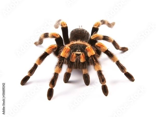 Obraz Meksykańska tarantula redknee (Brachypelma smithi), samica pająka