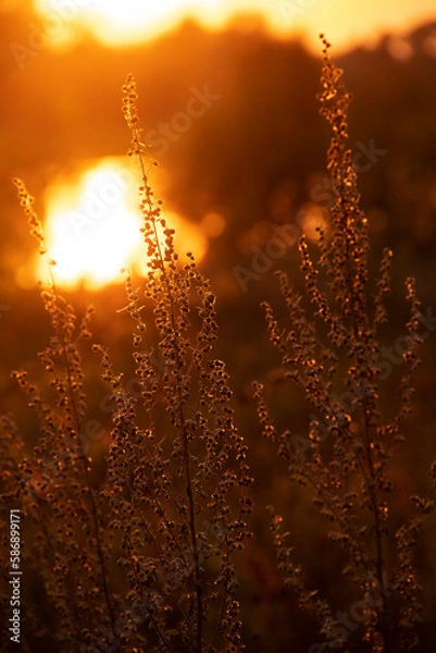 Fototapeta Close-up of silhouette of a dry field plant against sunset sky and landscape with river