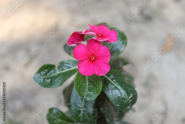 Fototapeta Colorful Charm: A Macro View of Catharanthus Flowers