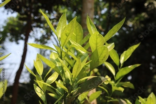 Fototapeta Green and Glossy: A Macro Shot of Malta Leaf