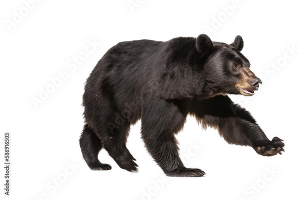 Fototapeta an isolated black bear running and walking, side-view portrait, North American, mountain-themed photorealistic illustration on a transparent background in PNG. Ursus americanus. Generative AI