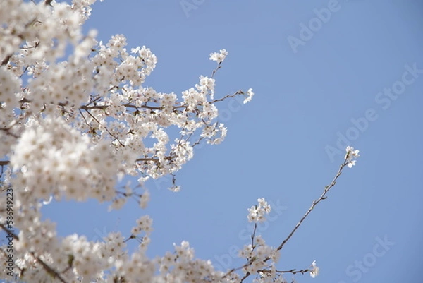 Obraz 봄 서울 한강공원에서 벚꽃