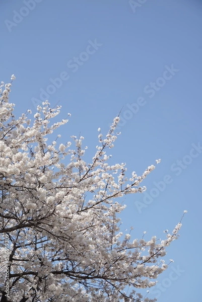 Obraz 봄 서울 한강공원에서 벚꽃