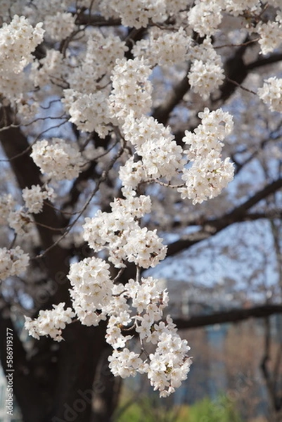 Obraz 봄 서울 한강공원에서 벚꽃