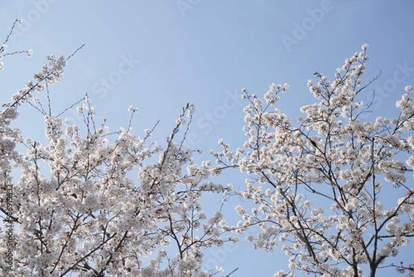 Obraz 봄 서울 한강공원에서 벚꽃