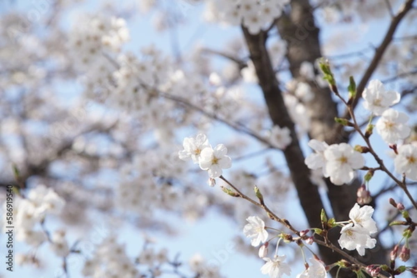 Obraz 봄 서울 한강공원에서 벚꽃